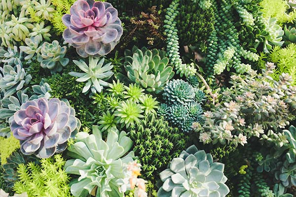 image of a variety of succulents in colors ranging from pink to blue to green that grow well in the Bay Area