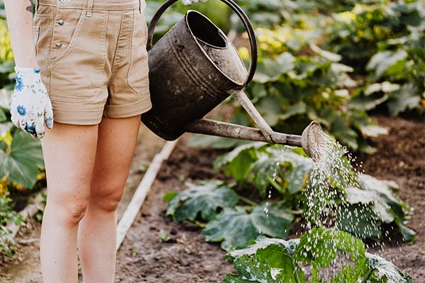 image of woman watering her plants in the backyard with a watering can