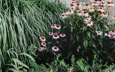 How to create a low-maintenance garden