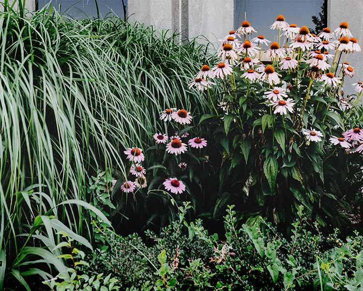 How to create a low-maintenance garden